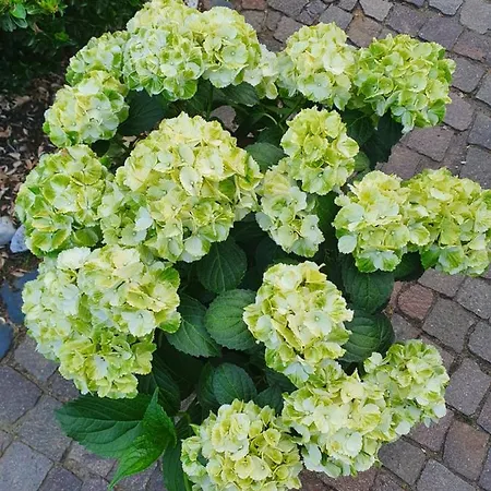 Apartament Zur Sonne Nettetal