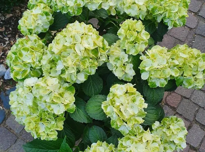 Lejlighed Zur Sonne Nettetal